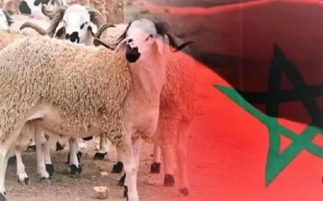 المغرب تلغي الأضحية هذا العام، فيتو