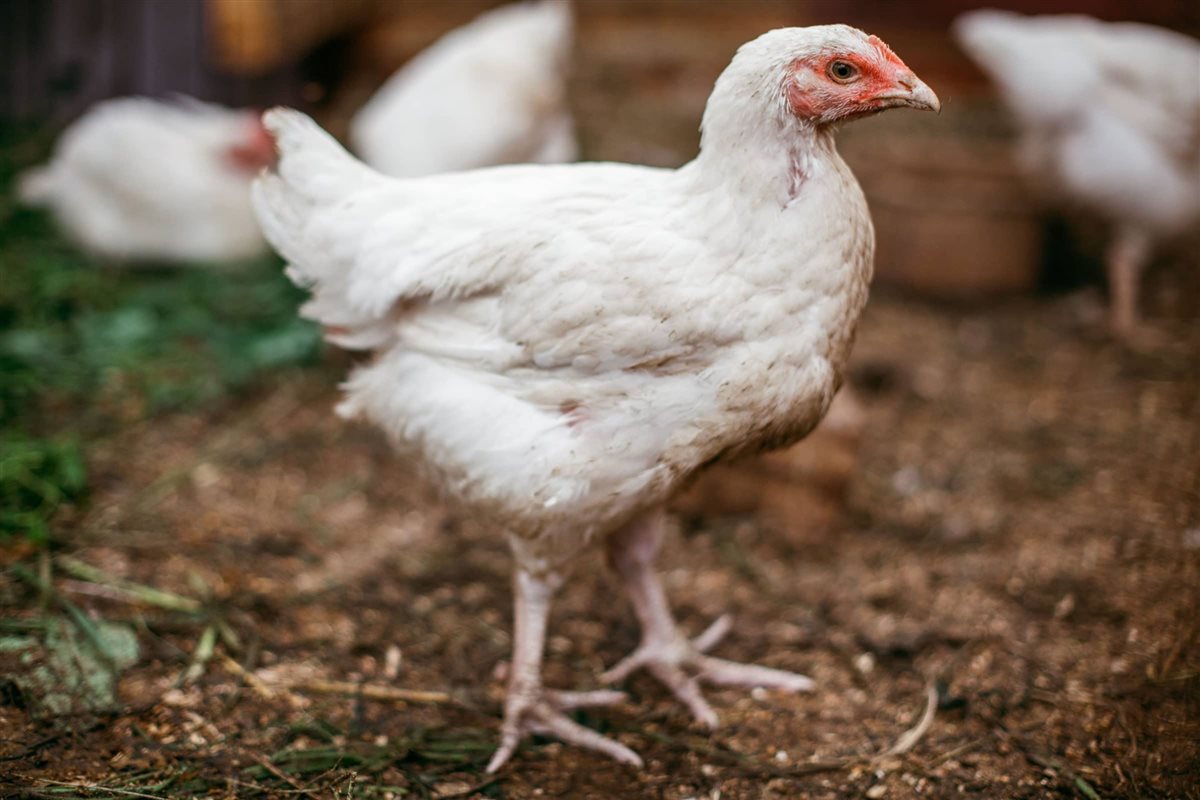 <strong>أسعار الفراخ اليوم، فيتو</strong>