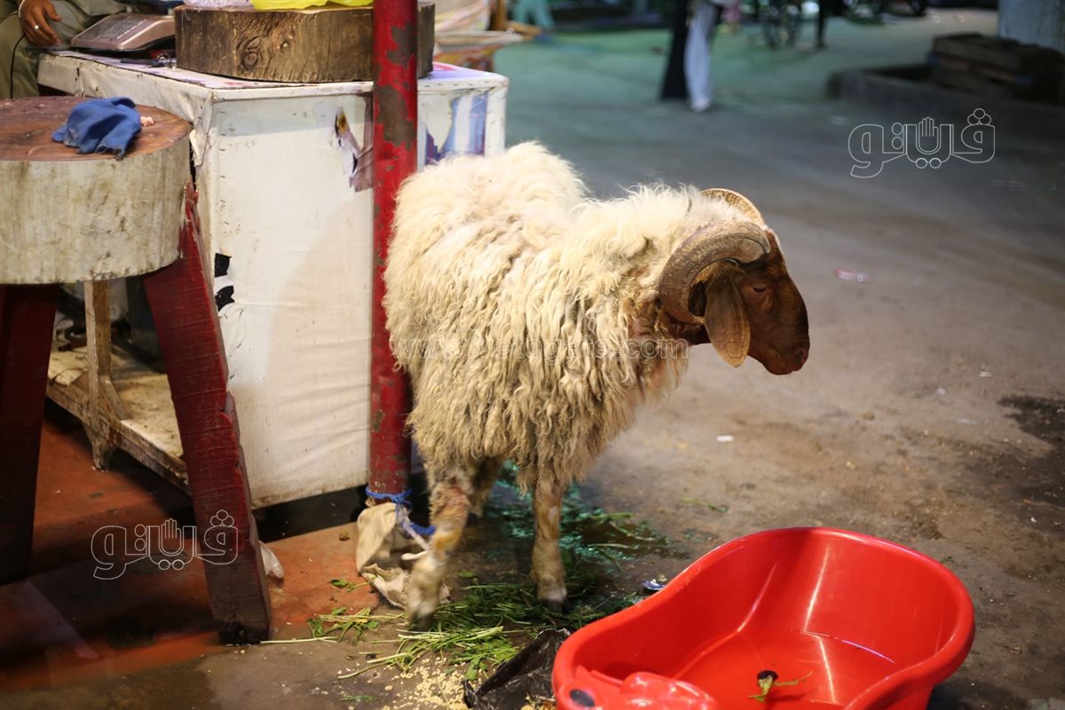 وقفة عيد الأضحي المبارك في شوارع القاهرة والجيزة (8)