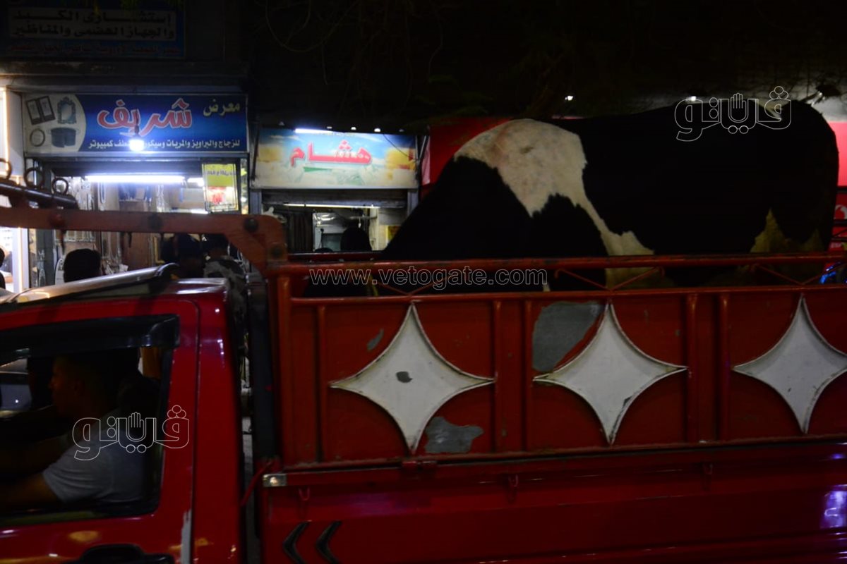 وقفة عيد الأضحي المبارك في شوارع القاهرة والجيزة (15)