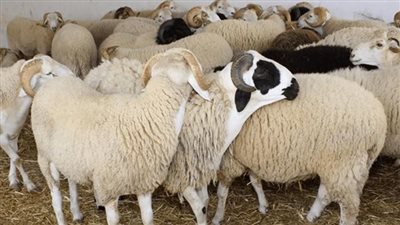 ذبح الأضحية