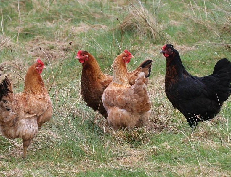 <strong>أسعار الفراخ اليوم، فيتو</strong>