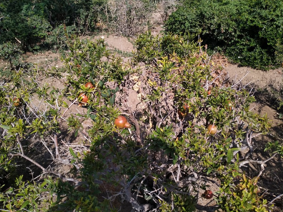 شجر الرمان في حديقة الأزهر 