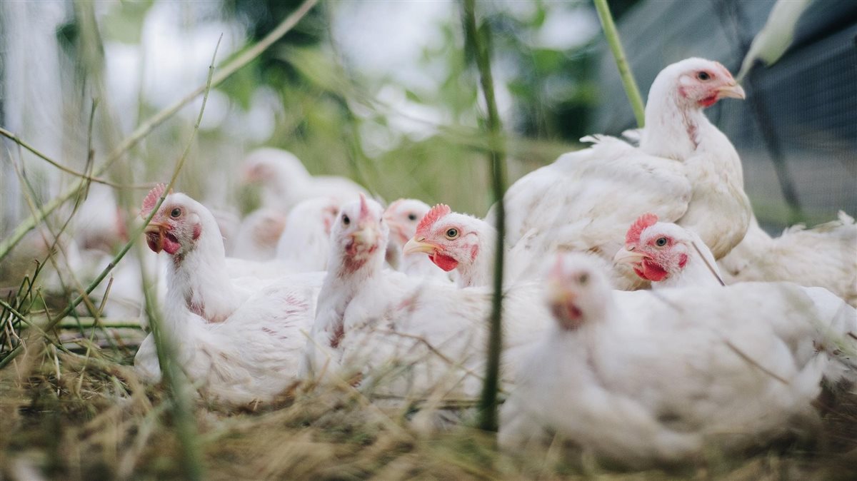 <strong>أسعار الفراخ اليوم، فيتو</strong>