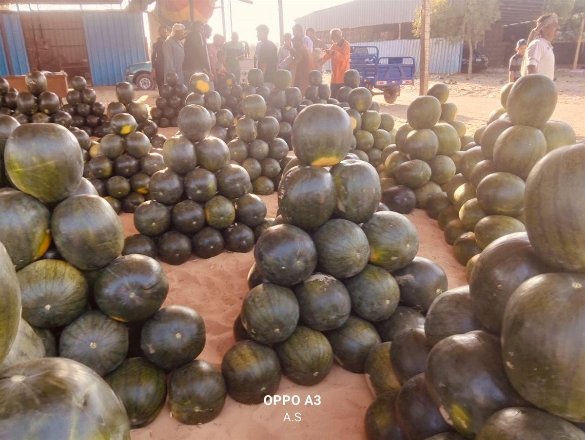 جانب من مزاد البطيخ بسوق المستقبل بالإسماعيلية، فيتو