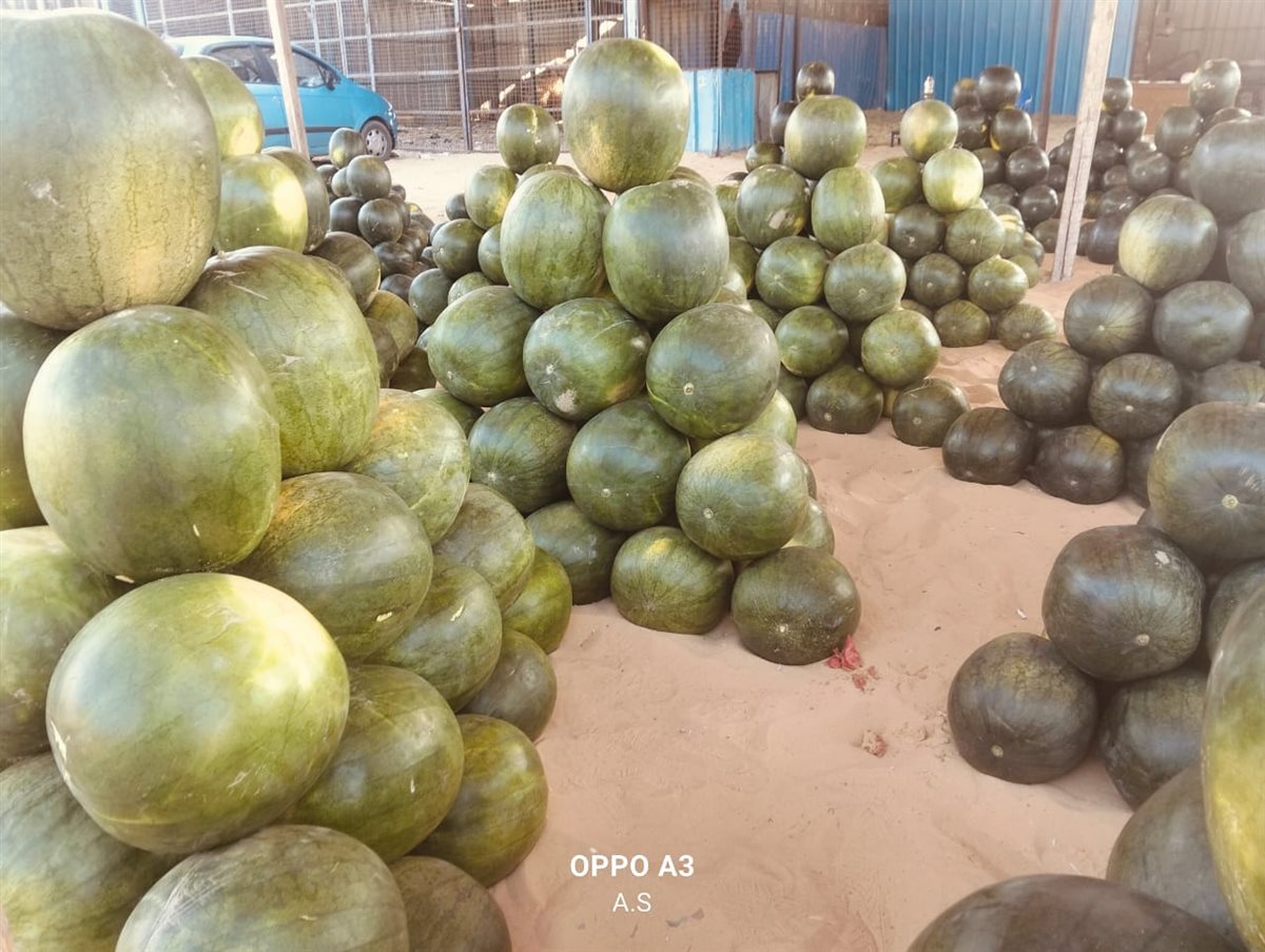 جانب من مزاد البطيخ بسوق المستقبل بالإسماعيلية، فيتو