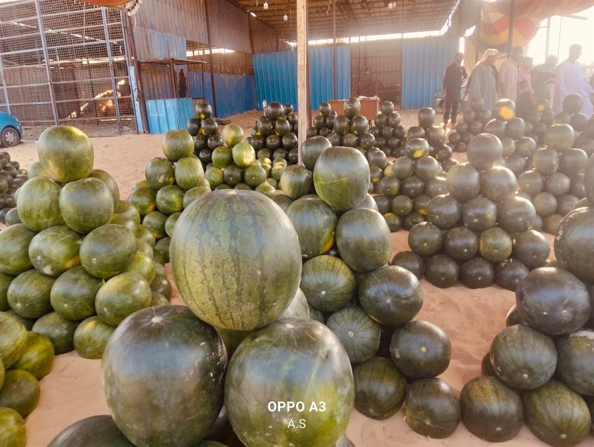 جانب من مزاد البطيخ بسوق المستقبل بالإسماعيلية، فيتو