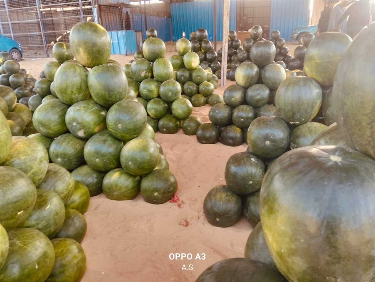 جانب من مزاد البطيخ بسوق المستقبل بالإسماعيلية، فيتو