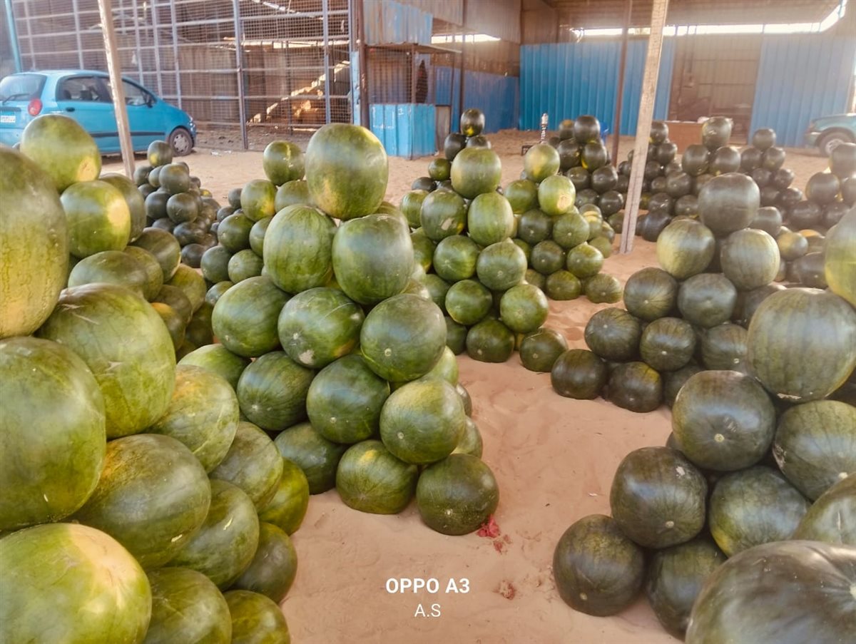 جانب من مزاد البطيخ بسوق المستقبل بالإسماعيلية، فيتو