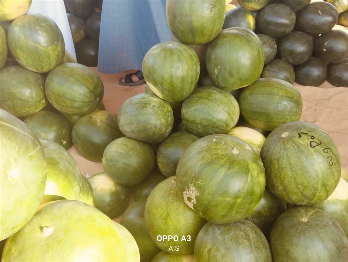 جانب من مزاد البطيخ بسوق المستقبل بالإسماعيلية، فيتو