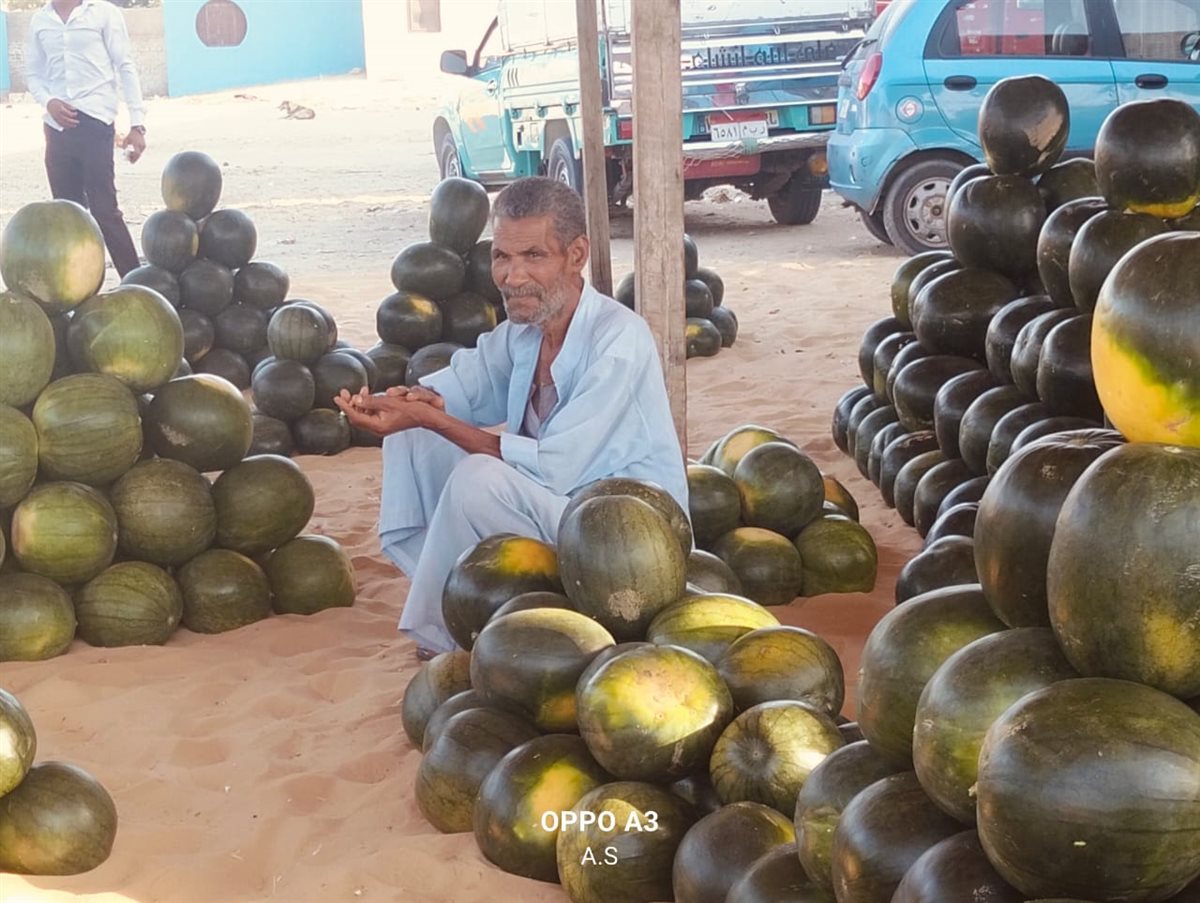 جانب من مزاد البطيخ بسوق المستقبل بالإسماعيلية، فيتو