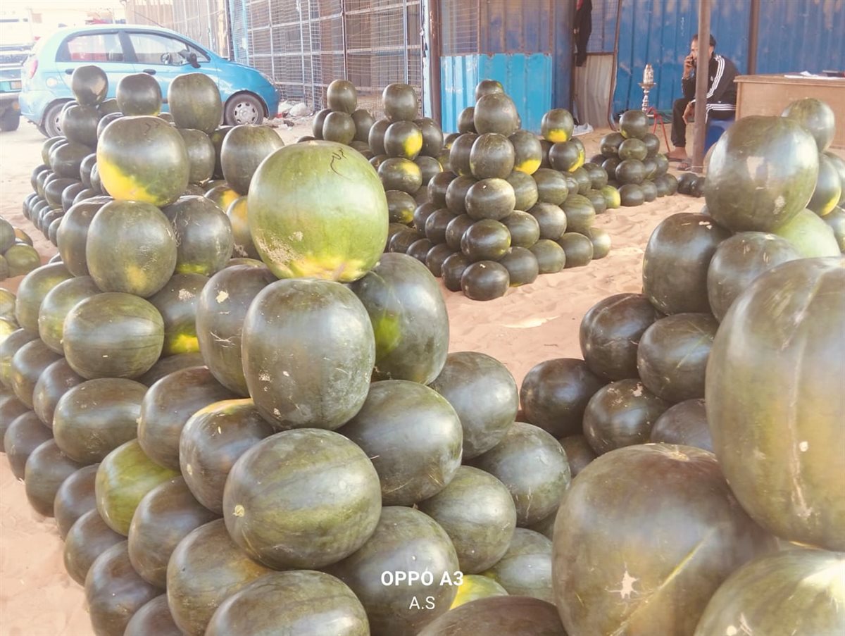 جانب من مزاد البطيخ بسوق المستقبل بالإسماعيلية، فيتو