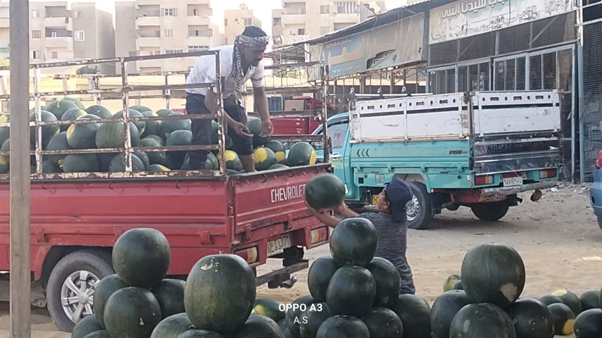 جانب من مزاد البطيخ بسوق المستقبل بالإسماعيلية، فيتو