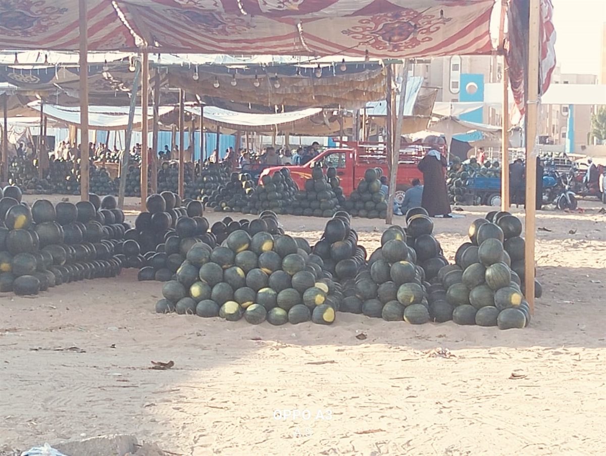 جانب من مزاد البطيخ بسوق المستقبل بالإسماعيلية، فيتو