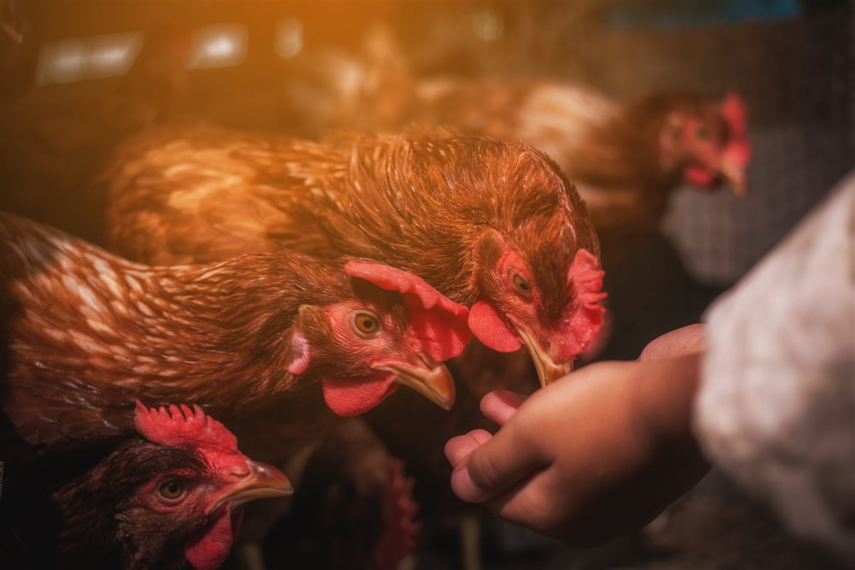 <strong>أسعار الفراخ اليوم، فيتو</strong>