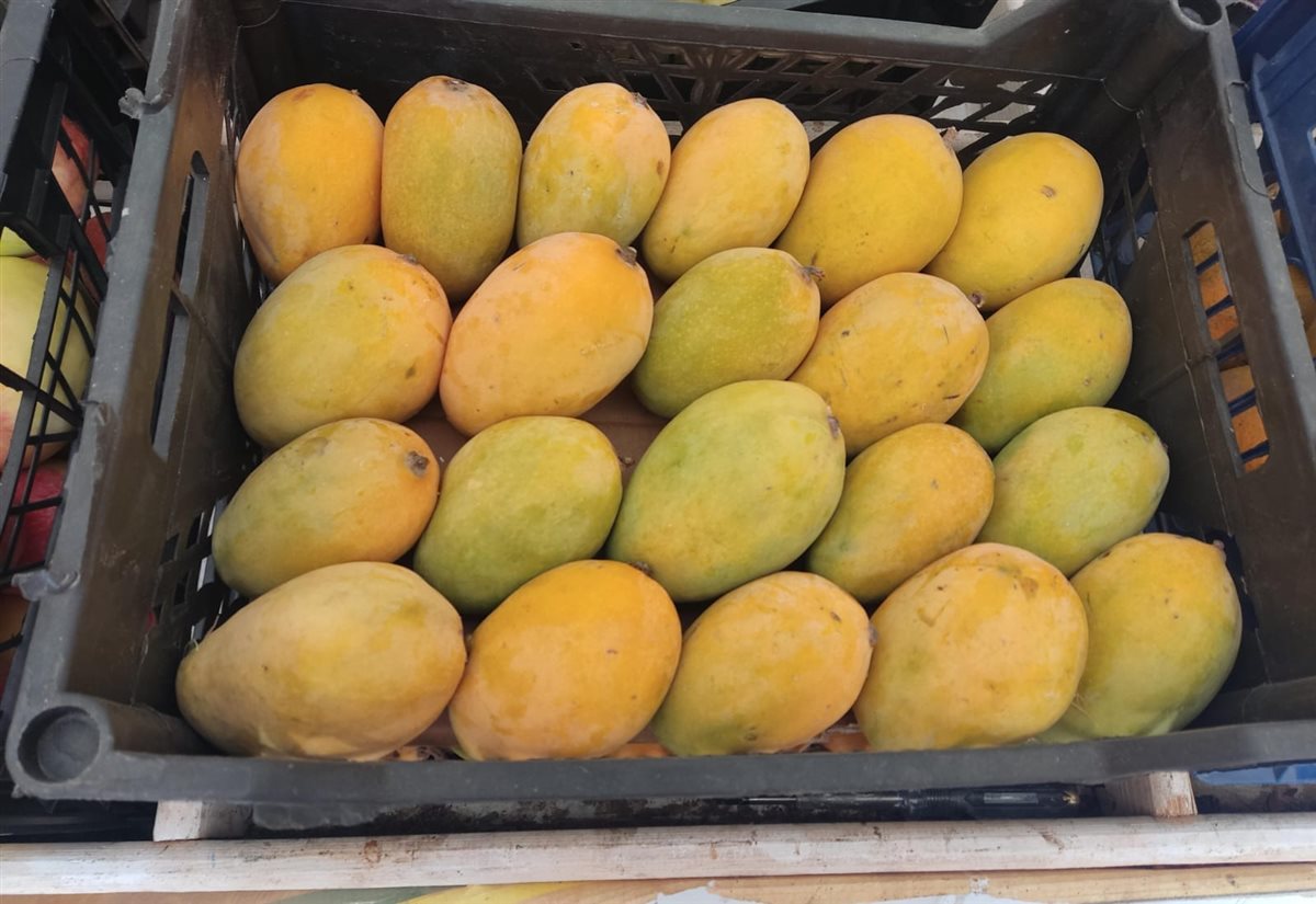 <strong>سعر المانجو اليوم في سوق العبور، فيتو</strong>