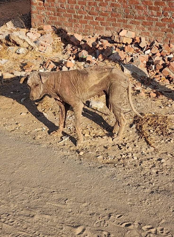 حقيقى ظهور كائن غريب بالإسماعيلية، فيتو