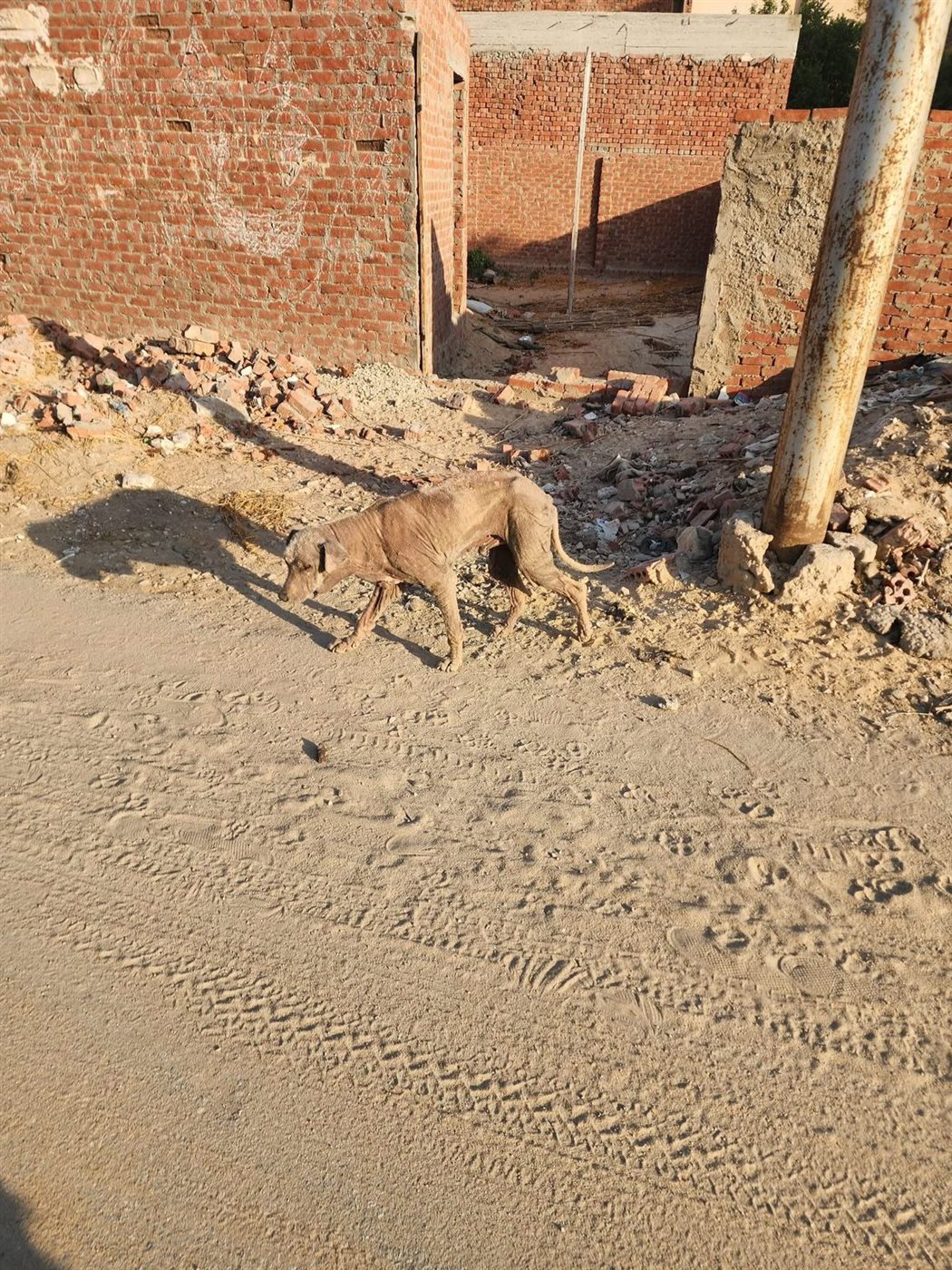 حقيقى ظهور كائن غريب بالإسماعيلية، فيتو