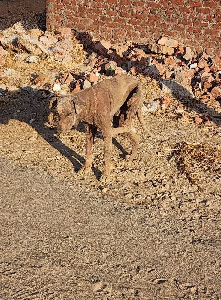 حقيقى ظهور كائن غريب بالإسماعيلية، فيتو