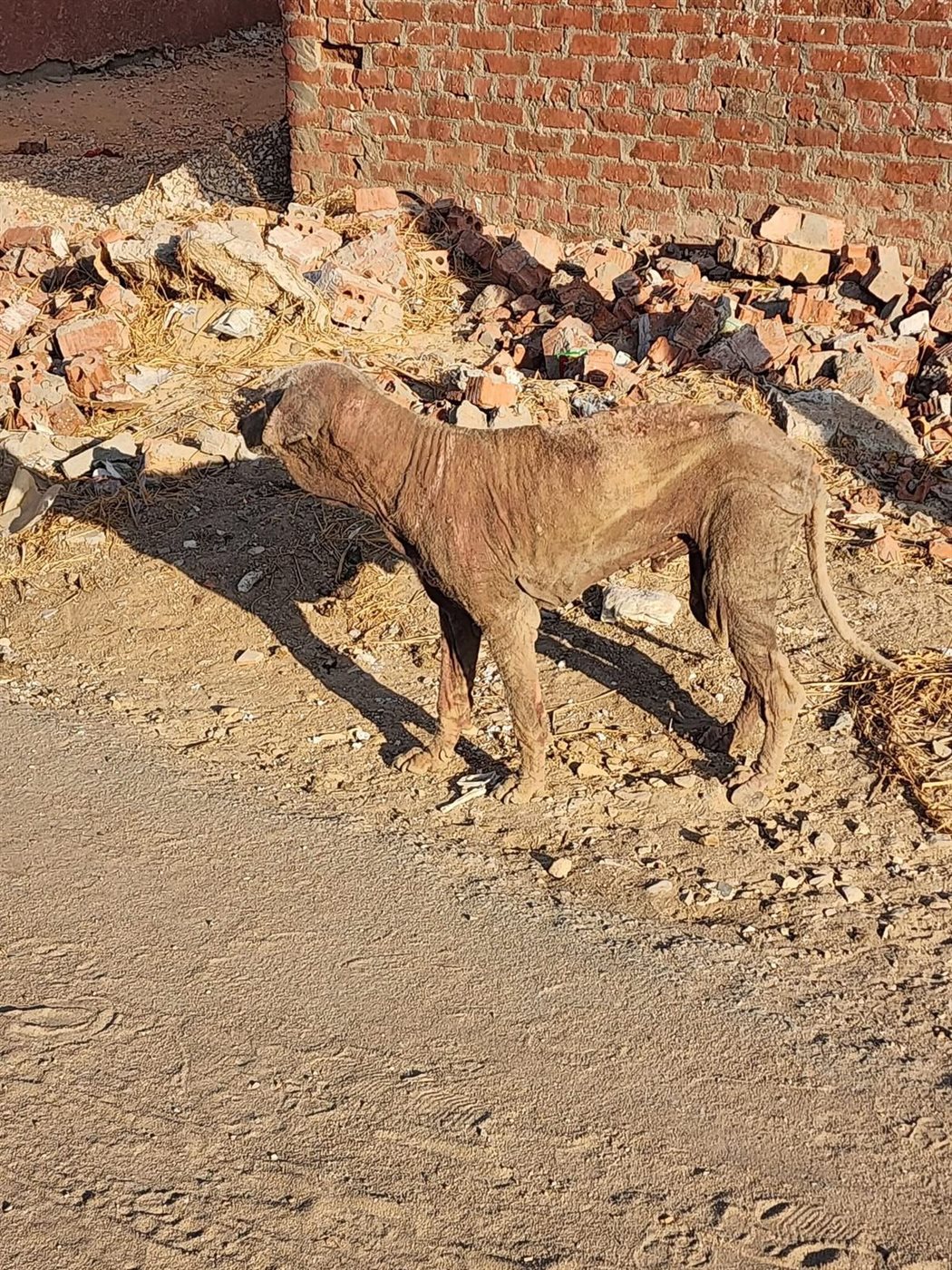 حقيقى ظهور كائن غريب بالإسماعيلية، فيتو