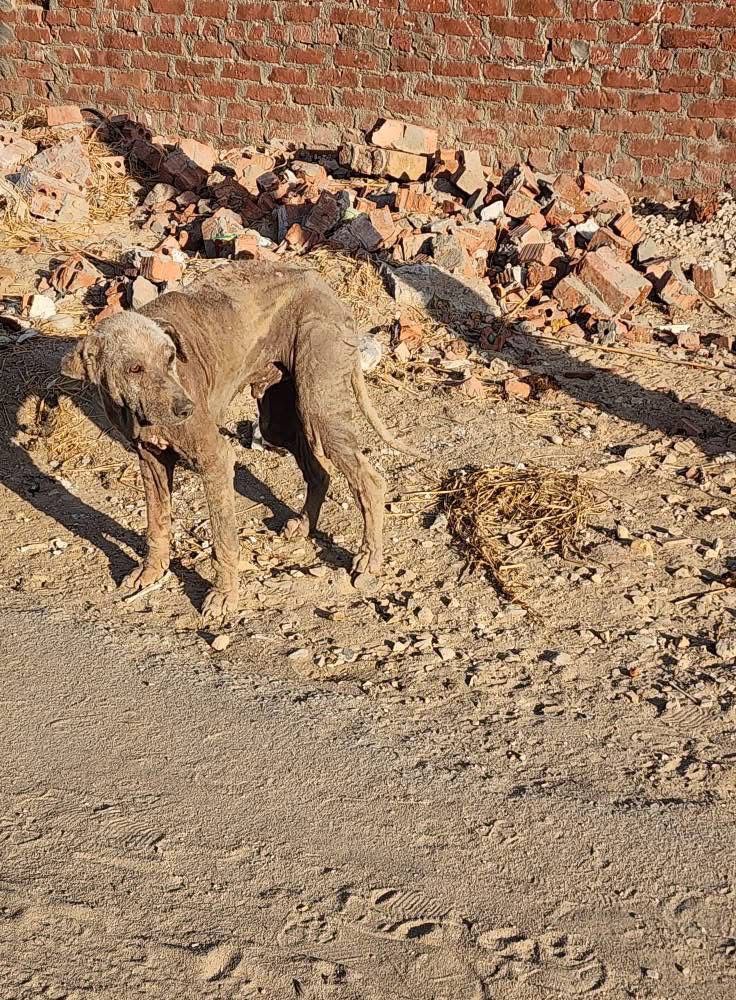 حقيقى ظهور كائن غريب بالإسماعيلية، فيتو