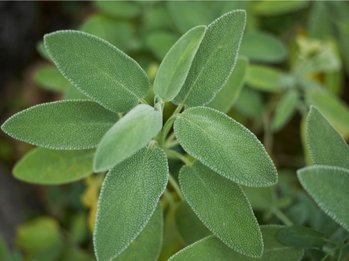 فوائد الميرمية للصحة