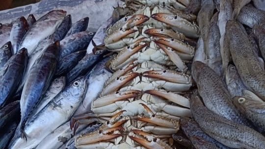 <strong>سعر السمك اليوم في سوق العبور</strong>