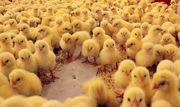 <strong>سعر الكتكوت الأبيض اليوم، فيتو</strong>