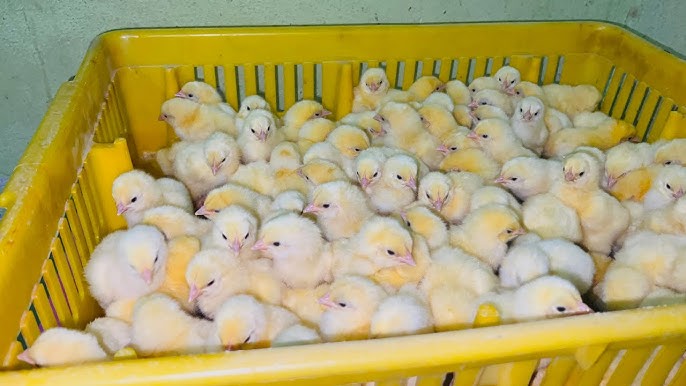 <strong>سعر الكتكوت الأبيض اليوم، فيتو</strong>