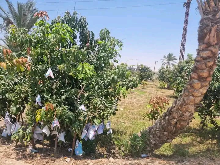 جانب من فاعليات اليوم الحقلى، فيتو