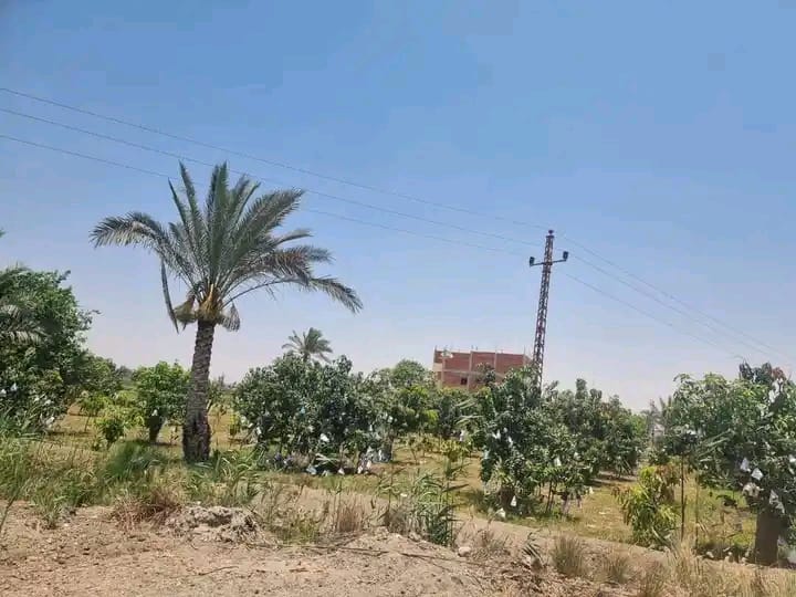 جانب من فاعليات اليوم الحقلى، فيتو