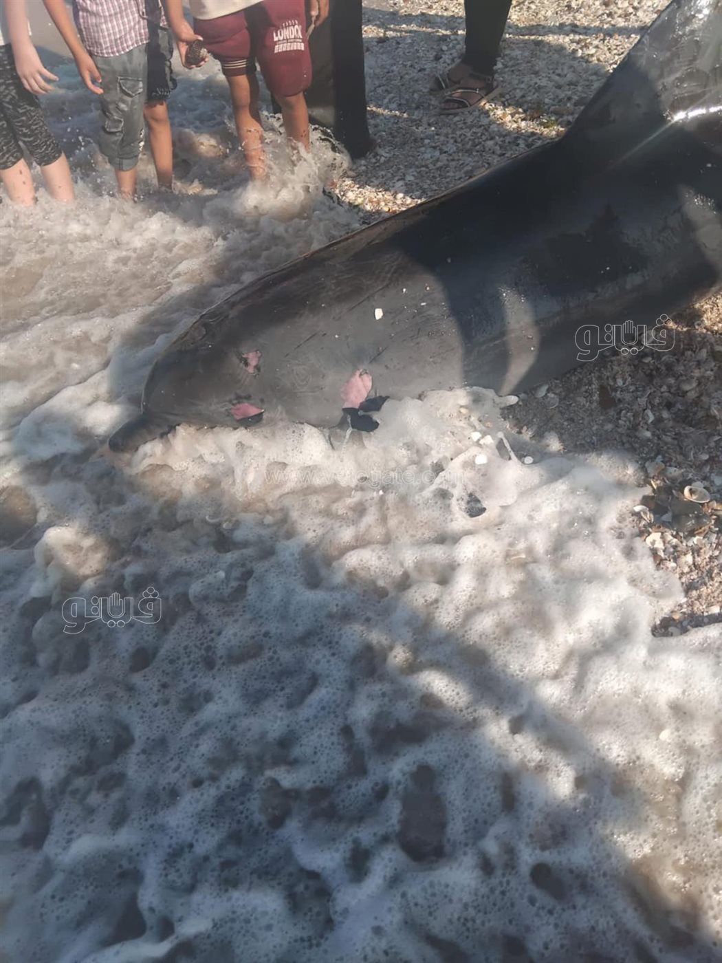 العثور على دولفين نافق بشاطىء بورفؤاد، فيتو