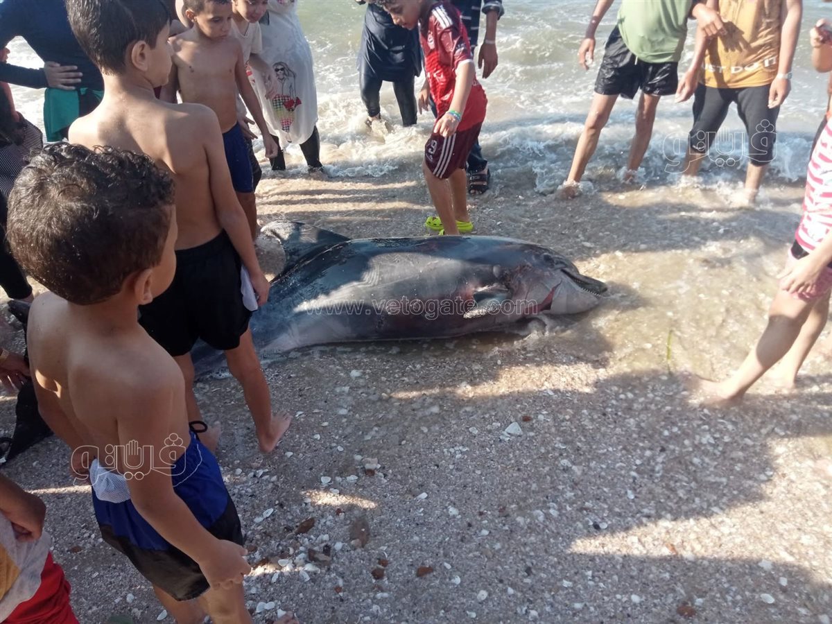 العثور على دولفين نافق بشاطىء بورفؤاد، فيتو
