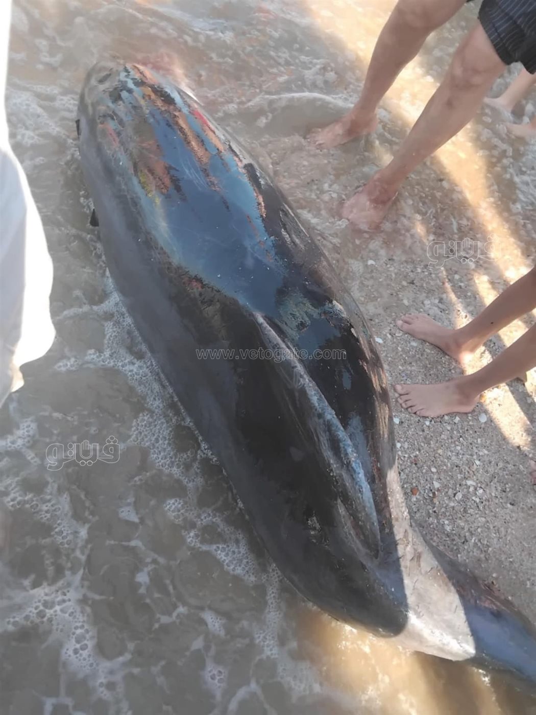العثور على دولفين نافق بشاطىء بورفؤاد، فيتو 