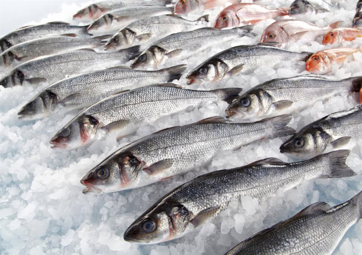 <strong>سعر السمك اليوم في سوق العبور</strong>