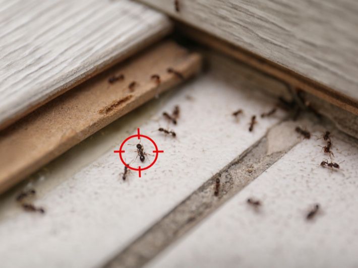 وداعا للنمل