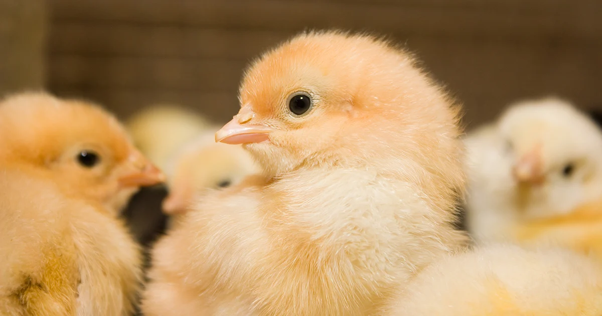 <strong>سعر الكتكوت الأبيض اليوم</strong>