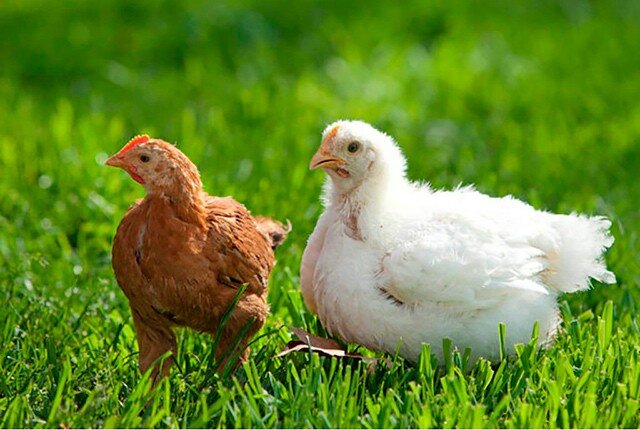 <strong>أسعار الفراخ اليوم، فيتو</strong>