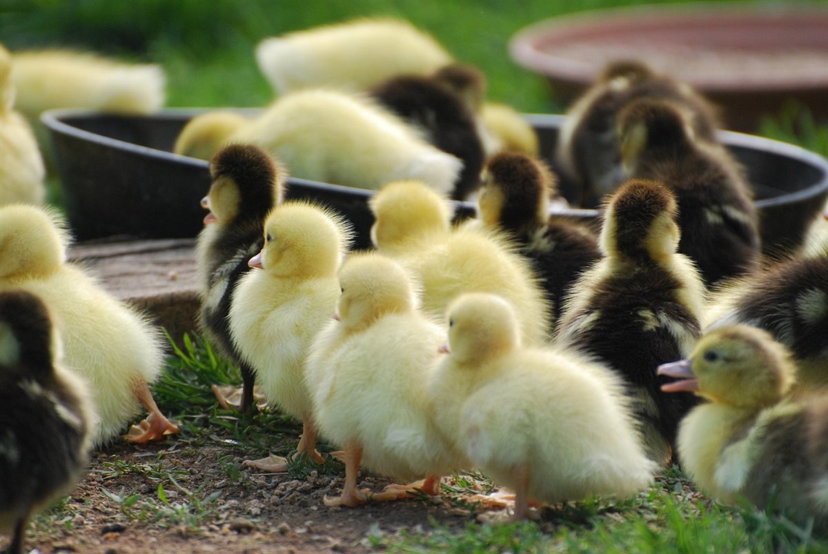 <strong>سعر البط اليوم، فيتو</strong>