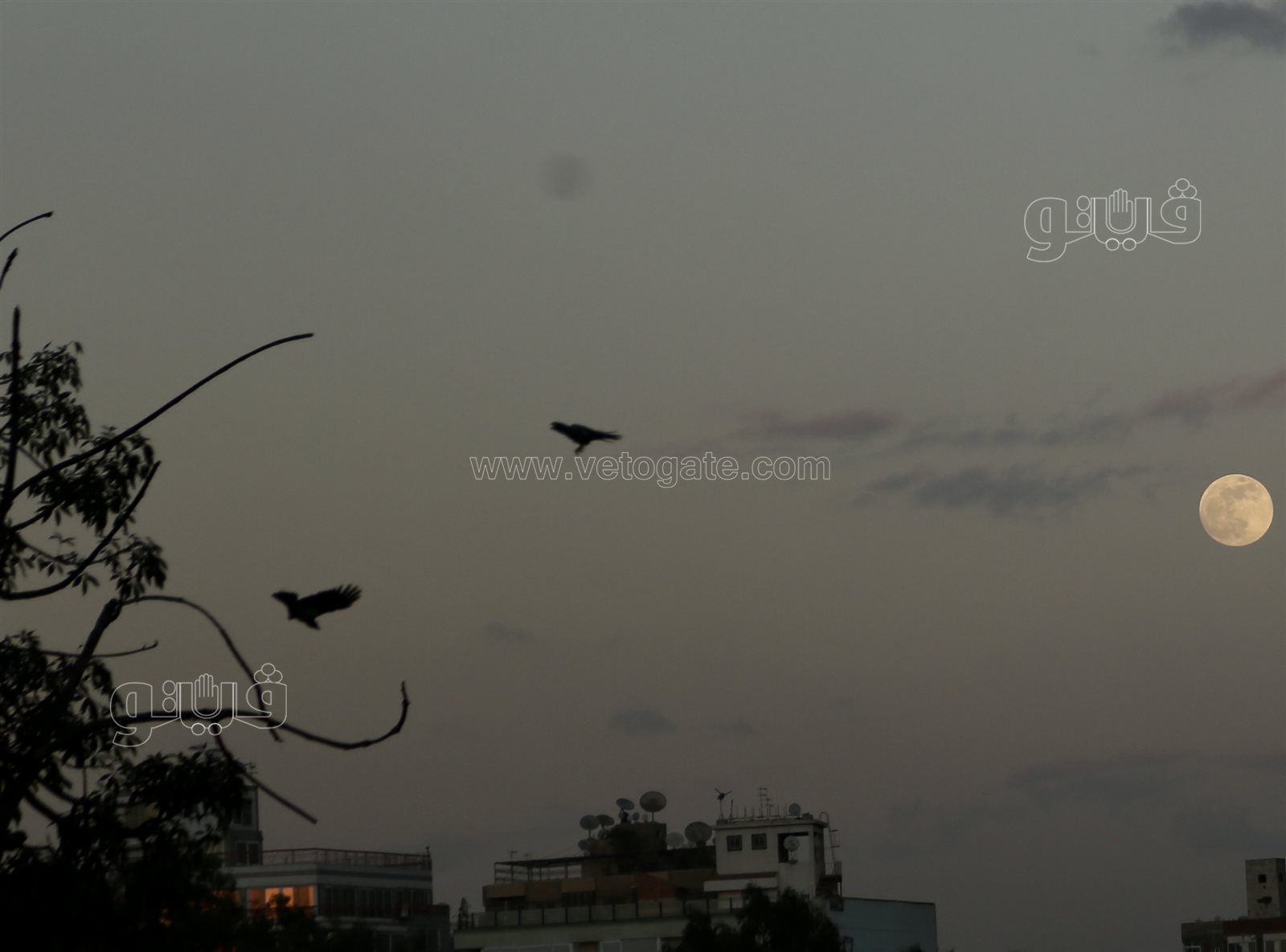  القمر البارد في سماء القاهرة (2)