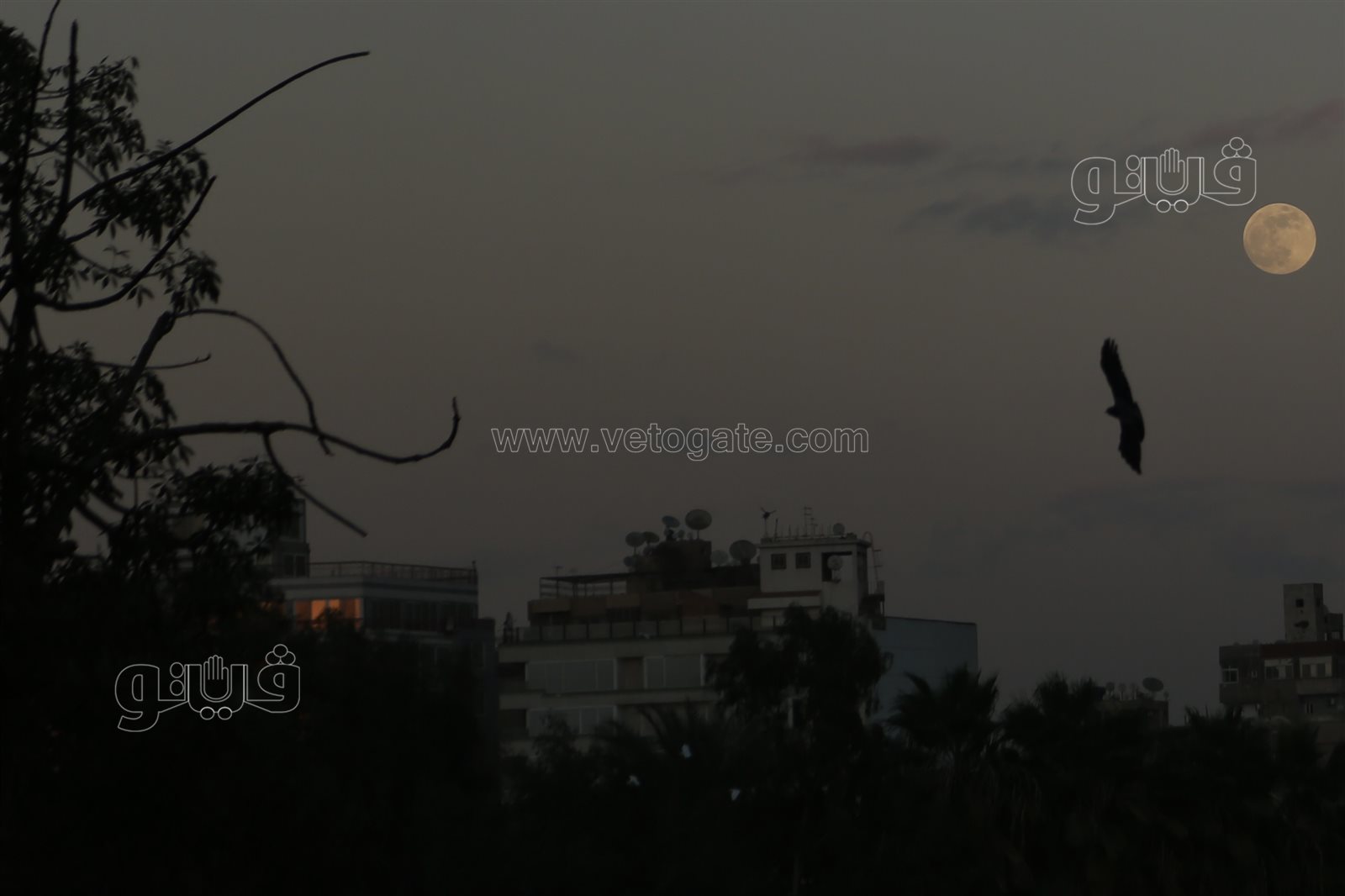  القمر البارد في سماء القاهرة (4)