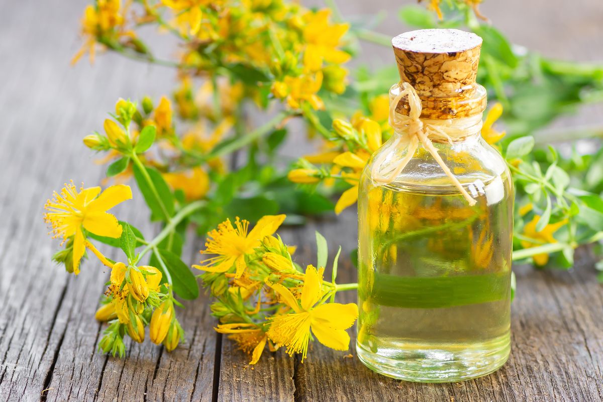 عشبة القديس يوحنا