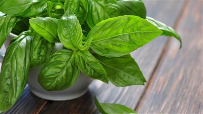 فوائد الريحان للصحة 