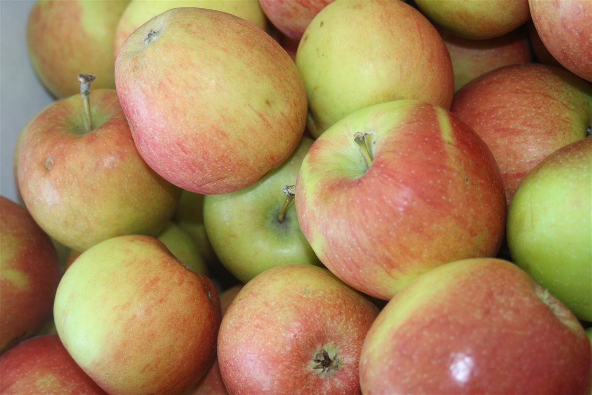 التفاح البلدي