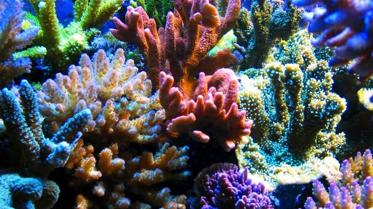 الشعب المرجانية لبشرتك