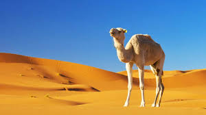 ‫ناقة الرسول.اسمها قصتها عدد نوق النبي‬‎