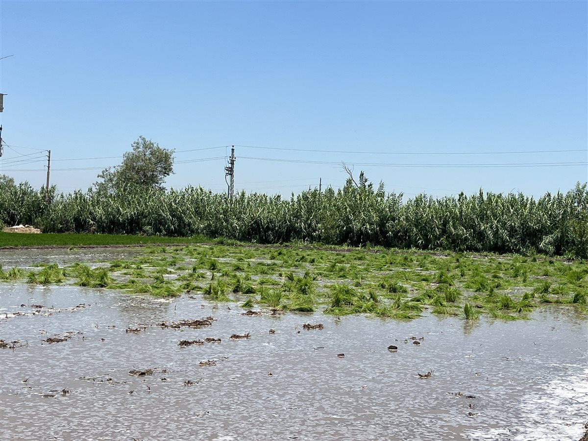 بدء موسم زراعة محصول الارز بالبحيرة، فيتو