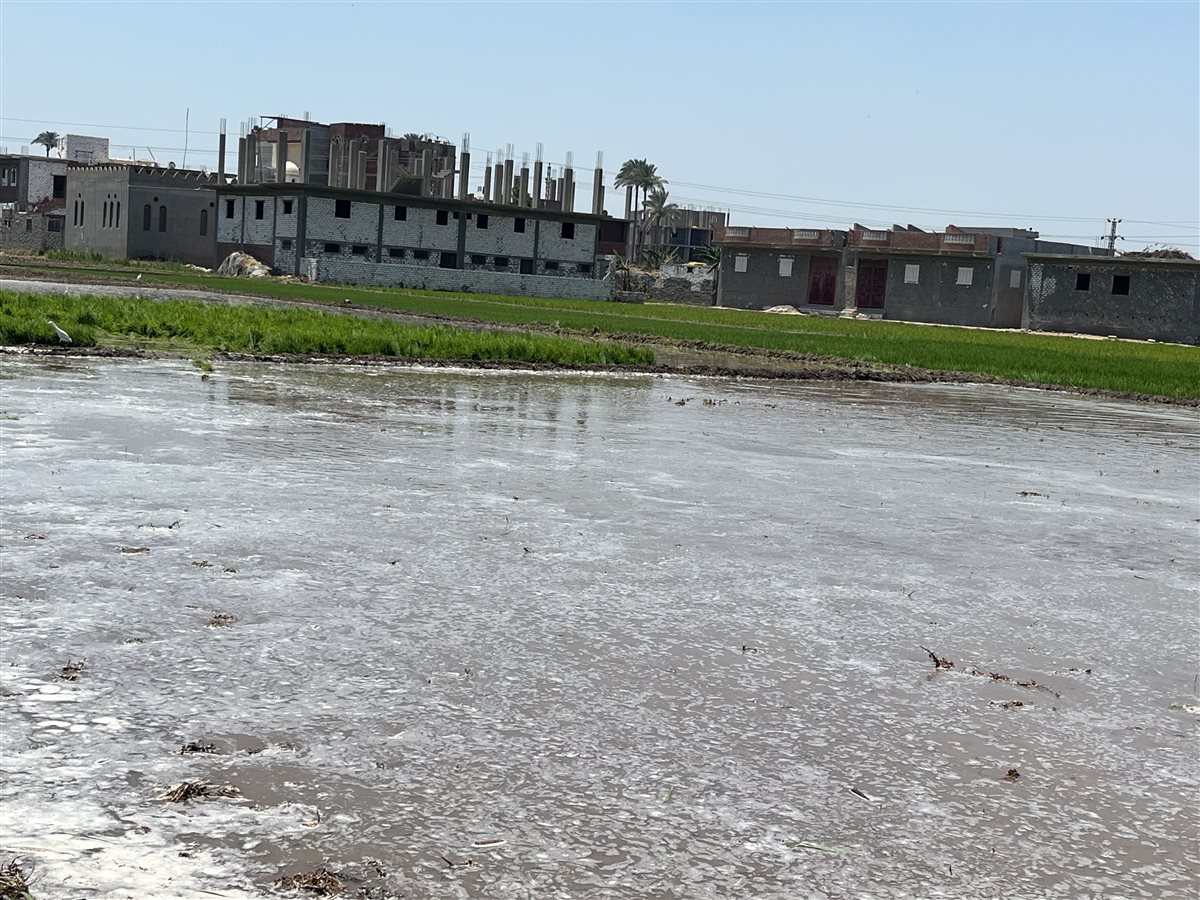 بدء موسم زراعة محصول الارز بالبحيرة، فيتو