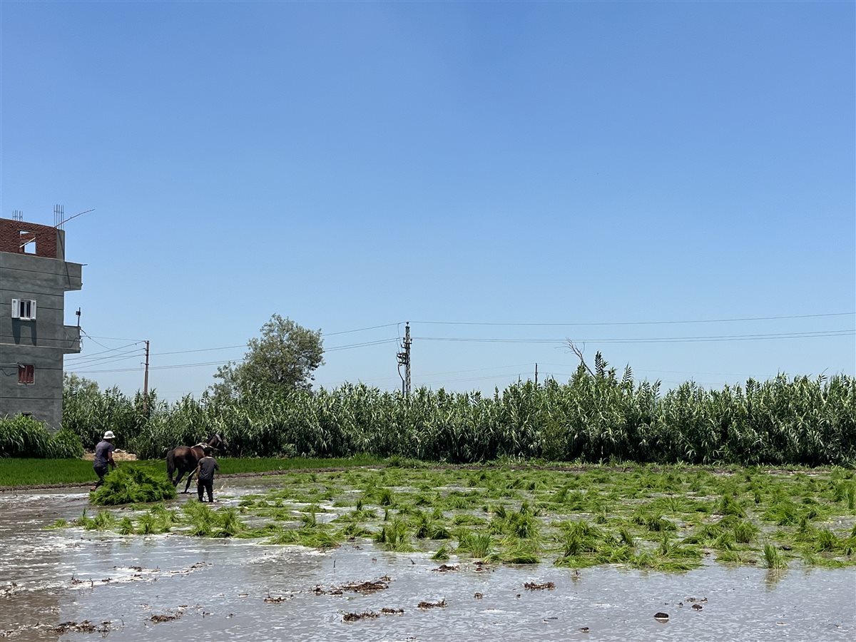 بدء موسم زراعة محصول الارز بالبحيرة، فيتو