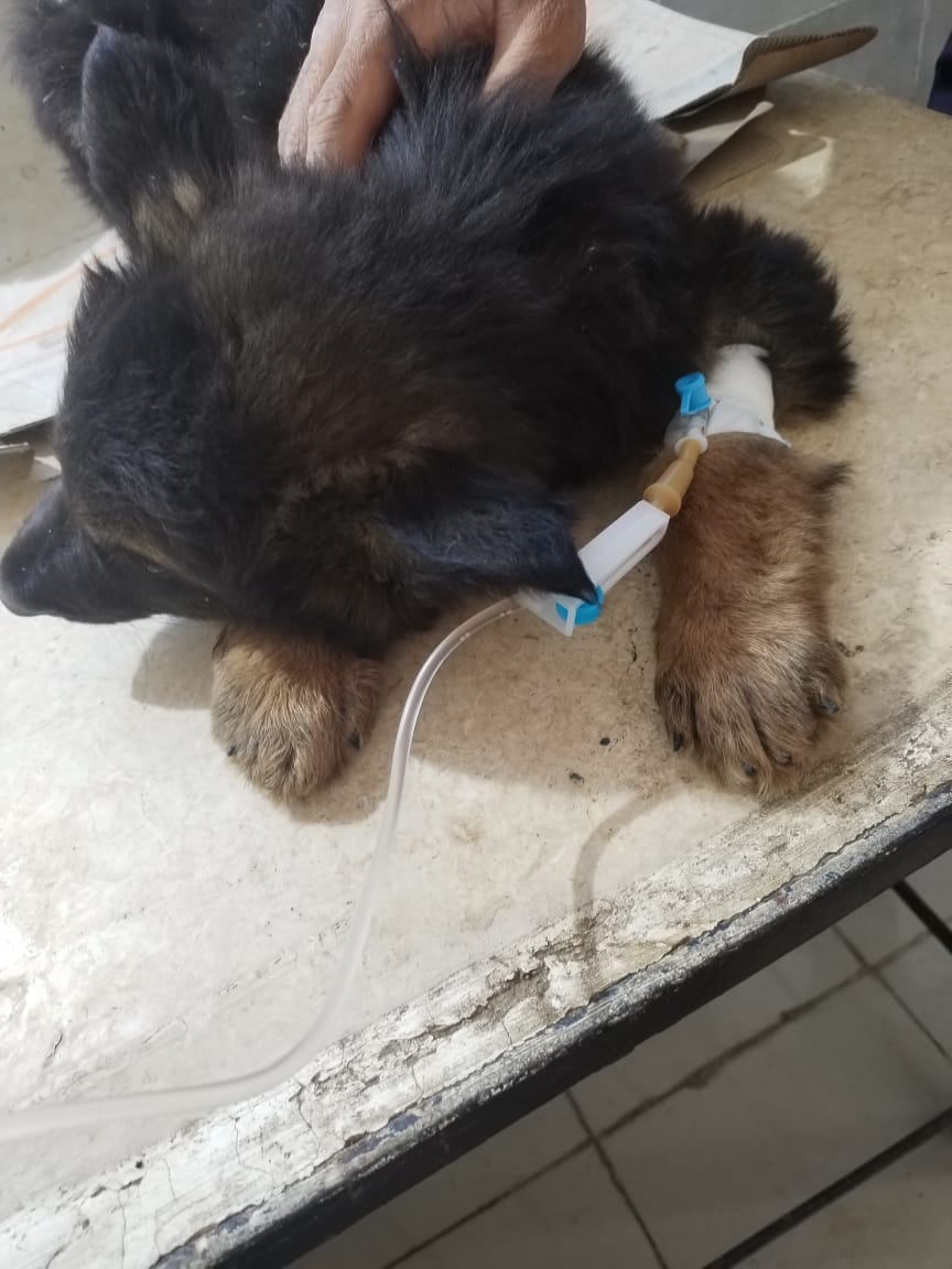 جانب من العمل داخل العيادة البيطرية، فيتو